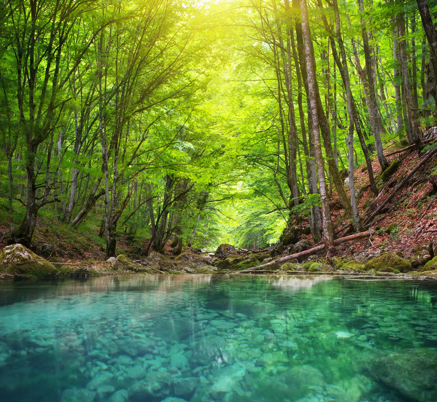 Pramen života s.r.o. - Horská řeka v lese